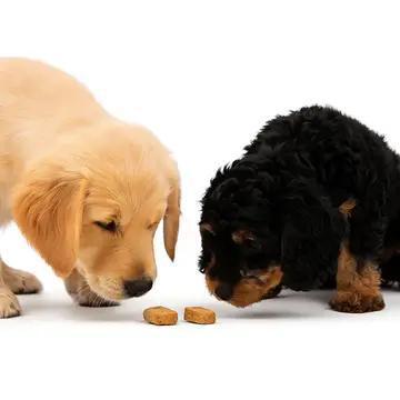 Souvenir Dog Treats - 5oz Small-Batch